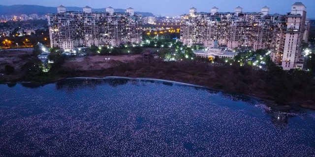 Flamingos are seen in huge numbers behind NRI colony in Talawe wetland, Nerul, during nationwide lockdown due to coronavirus, on April 18, 2020 in Mumbai, India.