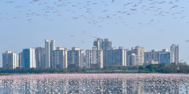 A flock of flamingos flies in a pond during a government-imposed nationwide lockdown as a preventive measure against the spread of the COVID-19 coronavirus, in Navi Mumbai on April 20, 2020.