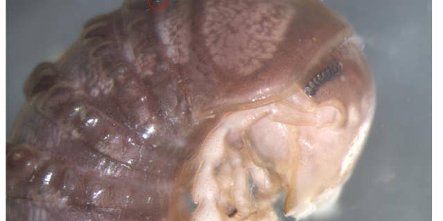 The photo shared on Twitter of the millipede Cambala by Derek Hennen. The two red circles indicate the presence of the fungus.