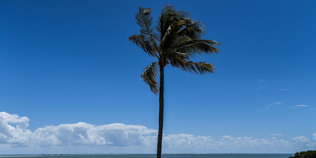 Empty lounge chairs are seen on a deserted beach at a resort in Windley Key in this March photo. (CHANDAN KHANNA/AFP via Getty Images)