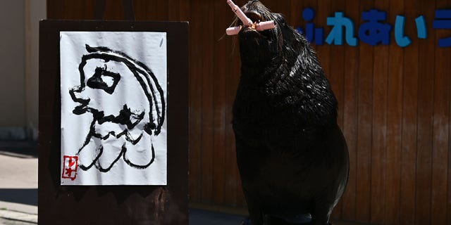 Sea lion "Leo" draws an Amabie mascot, that is associated with viruses and it became popular after the pandemic in Japan, at the Hakkeijima Sea Paradise aquarium in Yokohama, suburban Tokyo on May 14, 2020. (Getty Images)