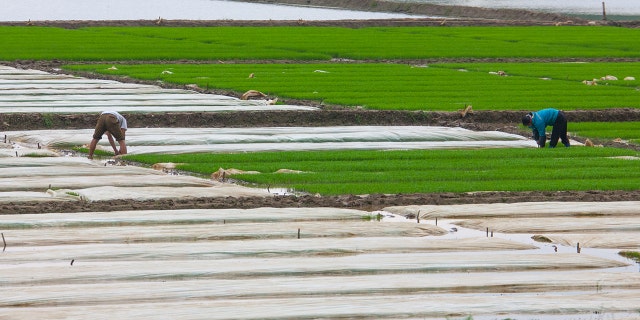 The threat of drought hangs heavy in North Korea, where outsiders note there is a dangerous shortage of food.