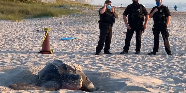 Local deputies arrived to stand guard over the endangered creature's nest. (Courtesy: Shelly Michel)