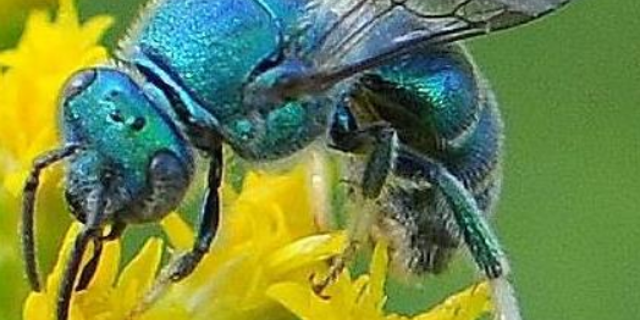 Researchers in Florida 'shocked' to find ultra rare blue bee ...