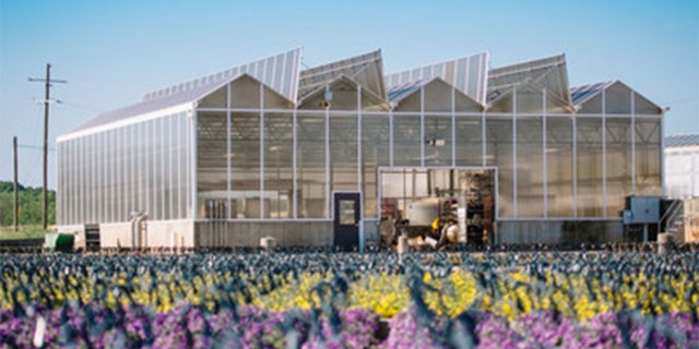 The flowers are coming from small business growers and nurseries that Lowe’s said may have experienced slowed business amid the outbreak. (Photo: Lowe's)