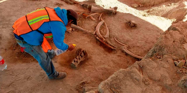 In this undated photo released on May 21, 2020 by Mexico's National Institute of Anthropology and History (INAH), an archaeologist works at the site where bones of about 60 mammoths were discovered at the old Santa Lucia military airbase just north of Mexico City. Institute archaeologist Pedro Sánchez Nava said the giant herbivores had probably just got stuck in the mud of an ancient lake, once known as Xaltocan and now disappeared.