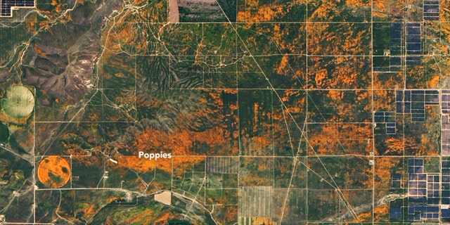 Poppy blooms in the Antelope Valley California Poppy Reserve can be seen on April 14.