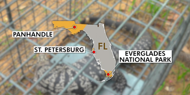 Map shows areas in Florida that have been impacted by Tegu lizards