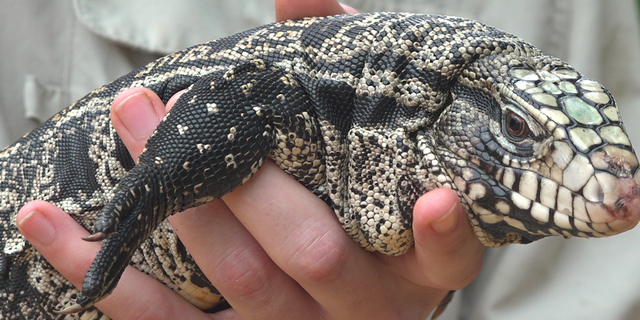 Crews hold Tegu lizards that was captured years ago