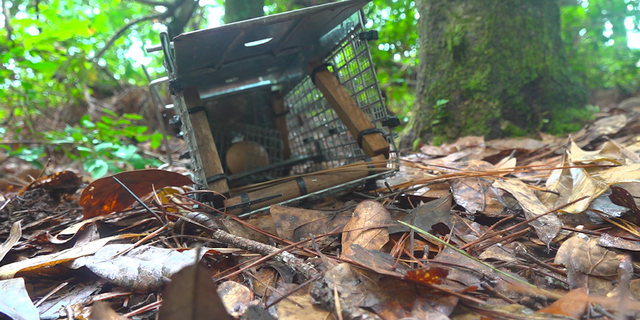 One trap in southeast Georgia that is set up to capture Tegu lizards