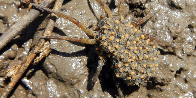 Female wolf spiders carry their eggs in a silk sac beneath their bellies until they hatch – then the younglings hitch a ride on the mother’s back until they grow large enough to hunt on their own, according to the Wildlife Service. (Courtesy Megan Seymour/U.S. Fish and Wildlife Service)