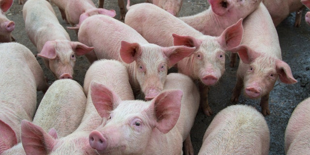 There are few viable accommodations for an estimated 170,000 pigs to be sent to the operative plants each day for processing into the food supply, the NPPC said.