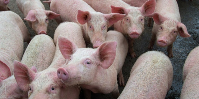 There are few viable accommodations for an estimated 170,000 pigs to be sent to the operative plants each day for processing into the food supply, the NPPC said.