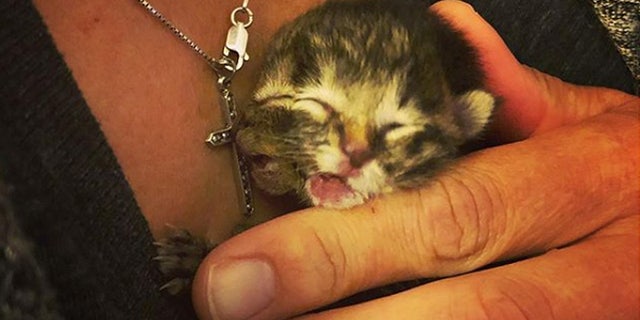 Instagram Famous Two Faced Kitten Biscuits And Gravy Dies Fox News