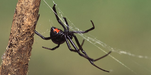 Three young Bolivian boys were treated in the hospital after an encounter with a black widow spider on May 14. (iSTOCK)