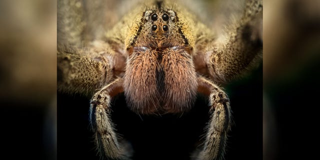 The spiders were reportedly identified as Brazilian wandering spiders.