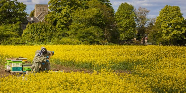 Beekeepers Helen McGregor and Lorant Nagy check hives in colorful rapeseed fields near Edinburgh. (Credit: SWNS)