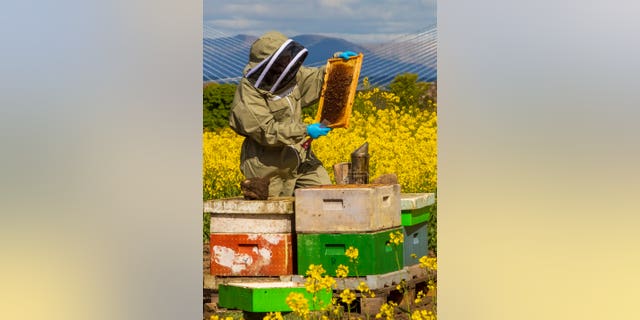 Beekeeper Helen McGregor checks hives in colorful rapeseed fields near Edinburgh with the Forth Bridges in the background. (Credit: SWNS)