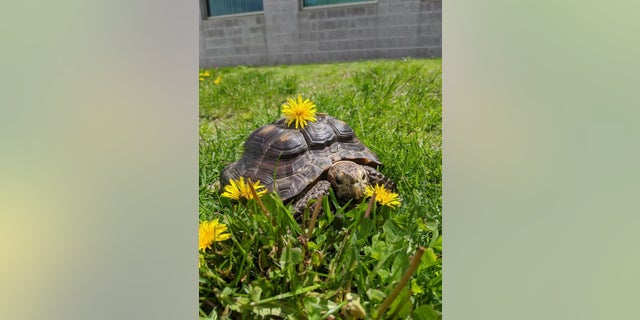 Ms. Jennifer, a 53-year-old tortoise, is looking for a new home after her owner died from the coronavirus, the Massachusetts Society for the Prevention of Cruelty to Animals said.