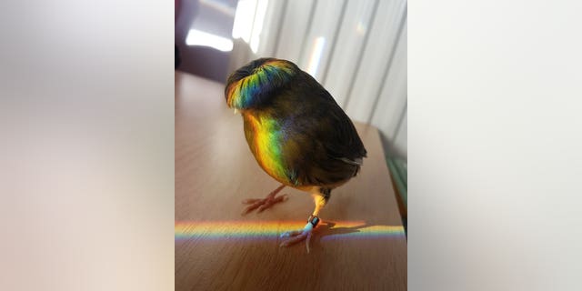 Westlake Legal Group can-hair-y-pet-516773 Pet canary goes viral thanks to moptop hair: 'He’s quite a diva' fox-news/tech/companies/instagram fox-news/tech fox-news/science/wild-nature/birds fox-news/entertainment/genres/viral fox news fnc/tech fnc ffba9b6b-725a-53b9-b494-5eeb3f6e87dc Chris Ciaccia article