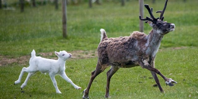 These adorable pictures show a "rare" white reindeer recently born in Britain prancing around with its siblings and parents at Somerset Reindeer Ranch near Yeovil. (Credit: SWNS)