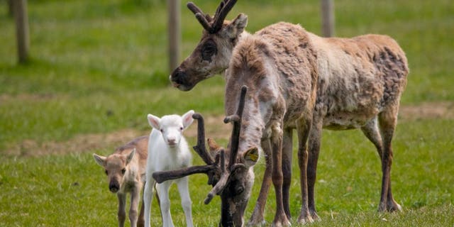 Blitzen (white fur) and Donner (brown fur), are third-generation calves at the Somerset reindeer ranch. (Credit: SWNS)