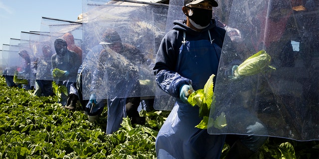 Farm laborers from Fresh Harvest working with an H-2A visa harvest romaine lettuce on a machine with heavy plastic dividers that separate workers from each other on April 27, 2020 in Greenfield, California. (Brent Stirton/Getty Images)