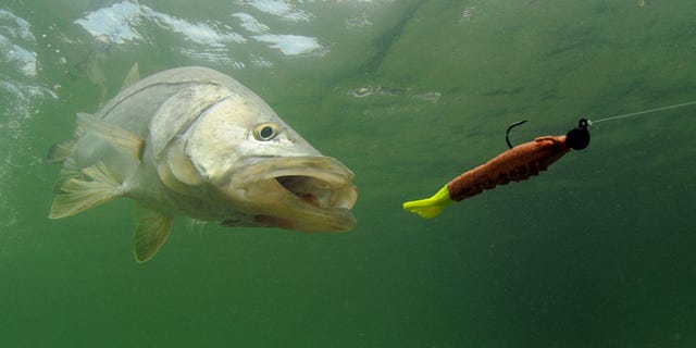Steve Spencer, co-owner of Lisa’s Bait Shop in Benton, Arkansas, confirmed to Fox News that they’ve seen an increase in business. Steve said that it was likely due to two factors: fishing being one of the few activities people can do while still social distancing and that other bait dealers in the area are running low on stock.
