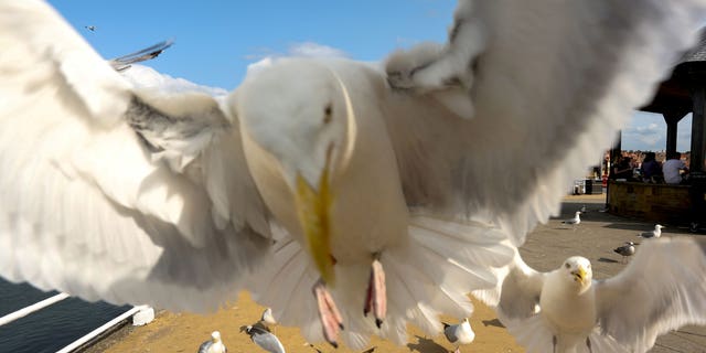 The birds cause such misery for residents, councilors have even called for a controlled cull.