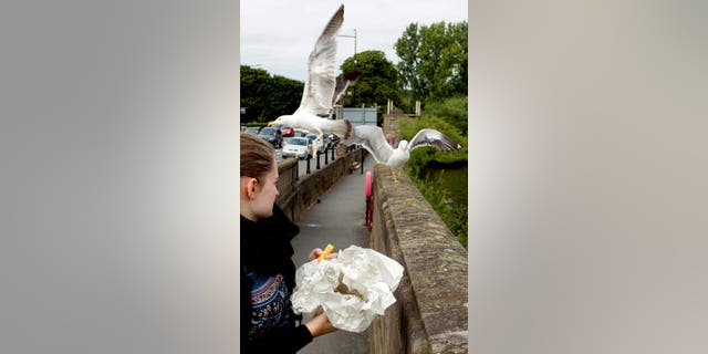 A foodbank has urged people to only drop donations off when they are open to prevent gulls from stealing the food.