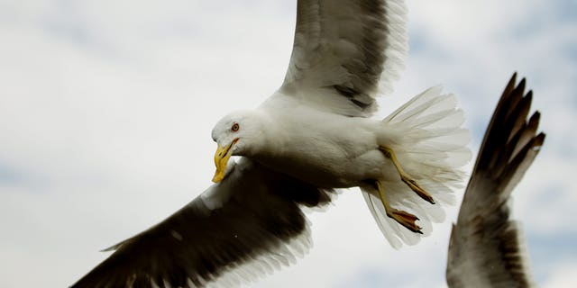 Flock of seagulls blamed for eating bags of donated food outside of ...