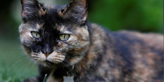 Papille, a cat who recovered after testing positive for coronavirus, is seen in Paris, France. (Reuters)