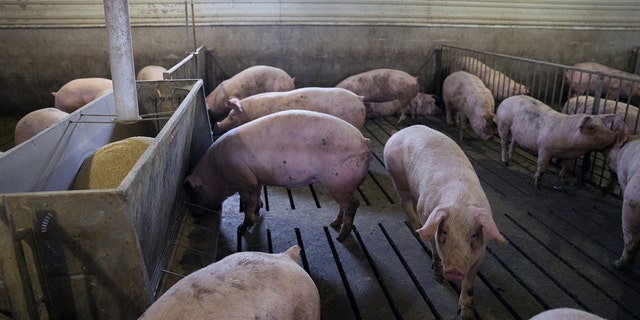 Young female pigs stand in pen at a hog farm in Smithville, Ohio, in this April photo.