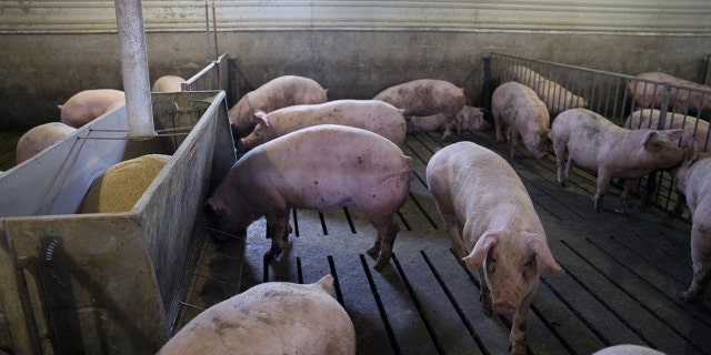Young female pigs stand in pen at a hog farm in Smithville, Ohio, in this April photo.
