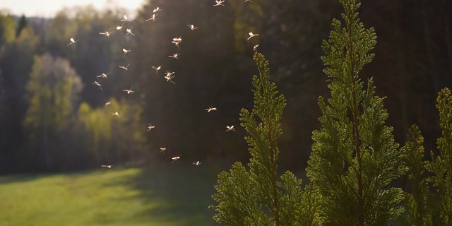 The best way to avoid mosquito-spread viruses is to prevent mosquito bites, the CDC says. (iStock)