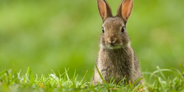 Domestic and wild rabbits alike can be affected by the virus.