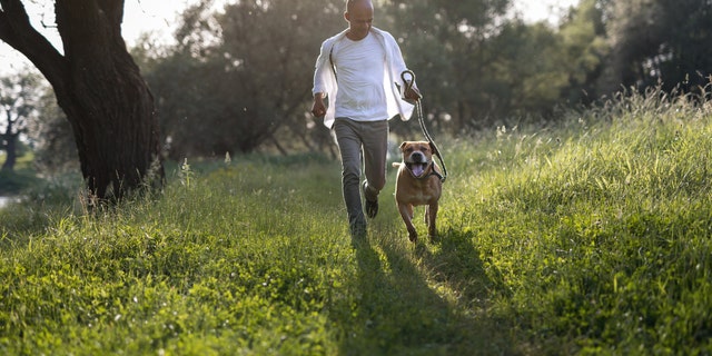 Dogs are very susceptible to tick bites and tickborne disease, the CDC says. Check pets for ticks under the collar, in and around the ears and around eyelids, among other areas. (iStock)
