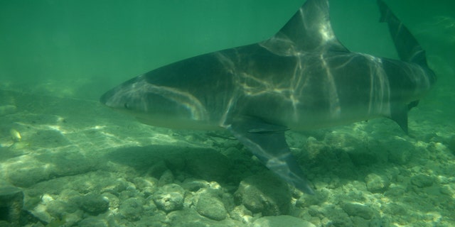 Swimmer catches shark with bare hands at Delaware beach, video shows ...