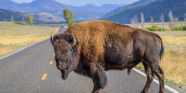 Yellowstone’s senior bison biologist Chris Geremia is warning guests to “stay at least 25 yards away” from the wildlife, and to move, run away or find cover if they approach or charge.