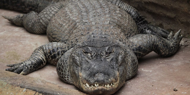 Mississippi alligators, like the one pictured above, typically live for 30 to 50 years in the wild, according to the zoo. (iStock)