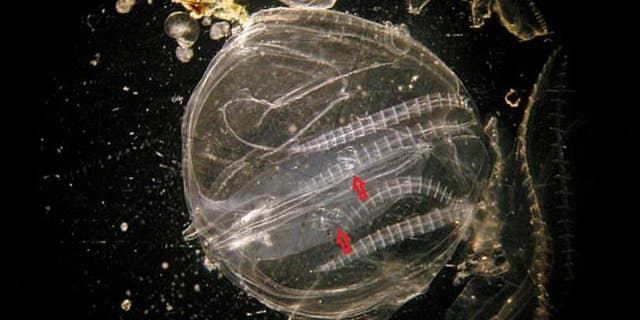 Pictured, evidence of cannibalistic behaviour. Here an adult Mnemiopsis leidyi is seen with larvae (next to red arrows) inside it.