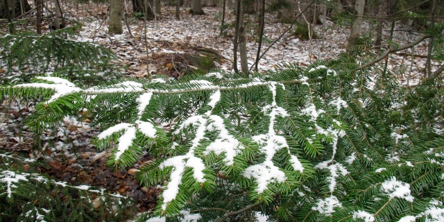 A dusting of snow covers tree branches in Stowe, Vt., on Tuesday May 5, 2020.