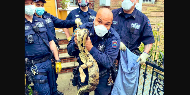 An 8-foot python was found Friday outside of a New York City home, its police department said. (NYPD)