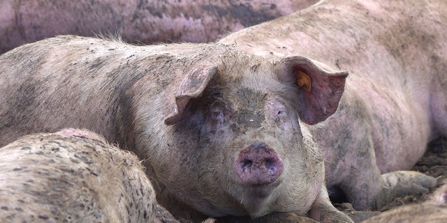 las-vegas-pig-farm-relying-on-food-scraps-from-casinos-struggles-during