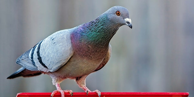 Indian officials capture Pakistani 'spy' pigeon carrying coded message