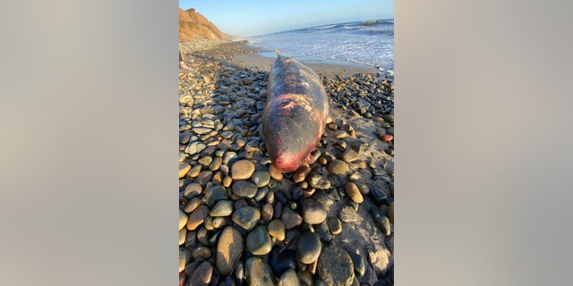 A rare pygmy sperm whale that washed up in southern California has peaked the interest of scientists.