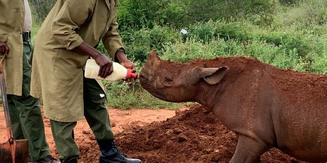 Apollo lives with rangers attending to his every need providing personalised mud baths and comforting horn rubs. Pint-sized Apollo is not short of love or affection and is fast learning about his wild environment during his daily bush school wanders. (Credit: SWNS, Sheldrick Wildlife Trust)