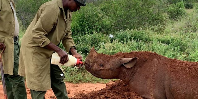 Apollo lives with rangers attending to his every need providing personalised mud baths and comforting horn rubs. Pint-sized Apollo is not short of love or affection and is fast learning about his wild environment during his daily bush school wanders. (Credit: SWNS, Sheldrick Wildlife Trust)