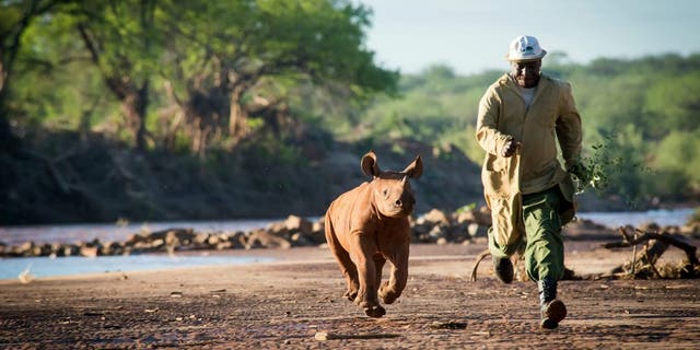 Apollo is now being cared for at the Trust's Kaluku Field HQ close to Apollo's place of rescue and potential reintegration sites. The Trust will continue to care for him until he is old enough to return to the wild in a protected area. (Credit: SWNS, Sheldrick Wildlife Trust)