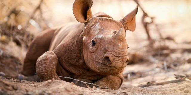 Apollo is an adorable yet critically endangered baby black rhino who came into the care of the Sheldrick Wildlife trust after his mother Amoy was found by rangers in the Tsavo West National Park, Kenya, having died in September 2019. (Credit: SWNS, Sheldrick Wildlife Trust)